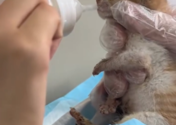 C1601018_found little kitten covered in mud by roadside then #resc…