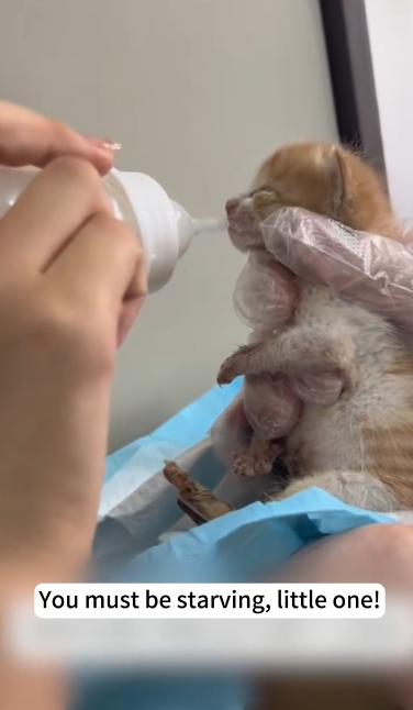 C1601018_found little kitten covered in mud by roadside then #resc…