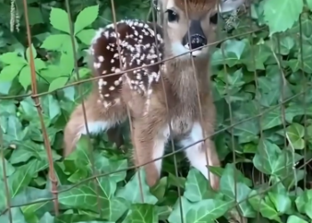 C1601020_took in trapped fawn helped it find its mother.Unexpectedly