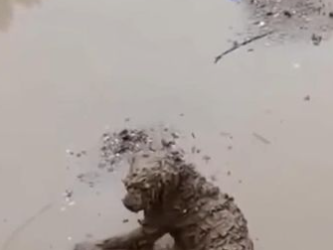 C1701002_story here https shelterus.themtraicay.com