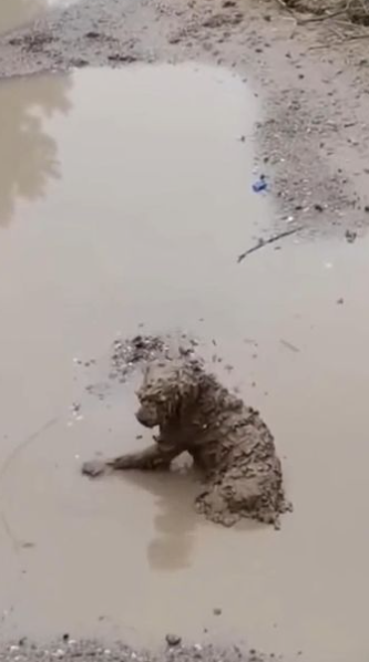 C1701002_story here https shelterus.themtraicay.com