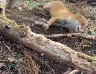 C1701003_His eyes begged before his body could move