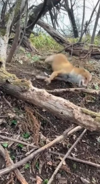 C1701003_His eyes begged before his body could move