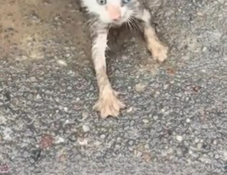 C1701005_ Each movement cost him everything he had left.