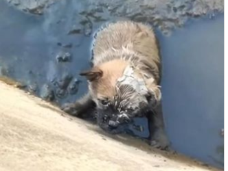 C1701006_ He fought water not knowing how long he could last.