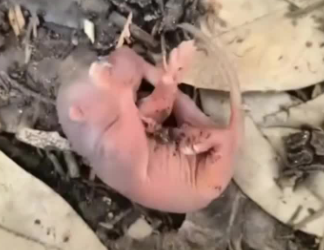 C1701008_ So small, yet fighting to breathe.