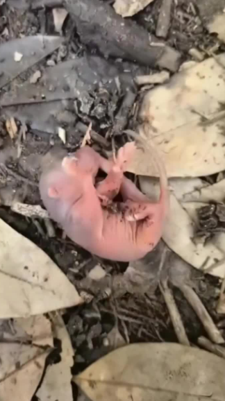 C1701008_ So small, yet fighting to breathe.