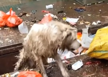 C1701009_He was thrown away, but still alive.