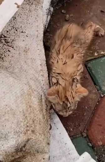 C1701010_ No strength left, only hope.