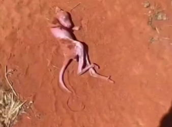 C1701011_Too young to survive alone.