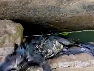 C1701012_She fought water alone until help arrived.