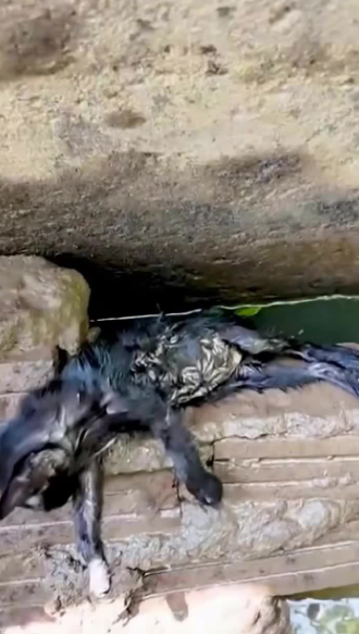 C1701012_She fought water alone until help arrived.