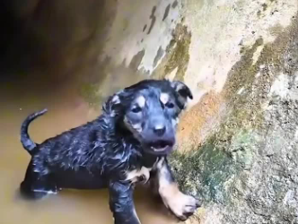 C1701013_Trapped below crying where no one could hear.