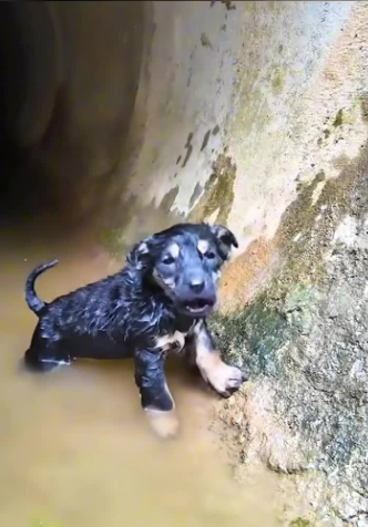 C1701013_Trapped below crying where no one could hear.