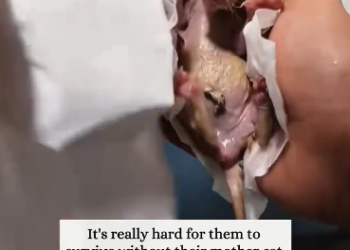 C1701014_found two newly born kittens.#rescue #animals #fyp