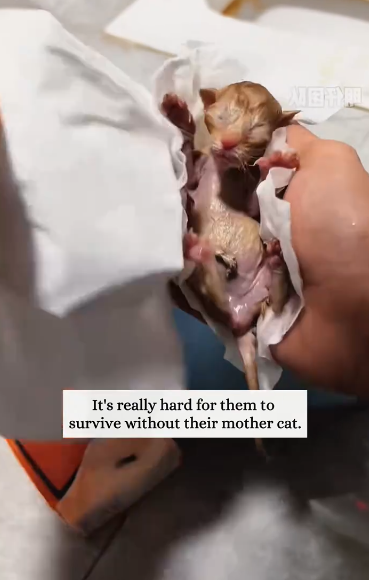 C1701014_found two newly born kittens.#rescue #animals #fyp