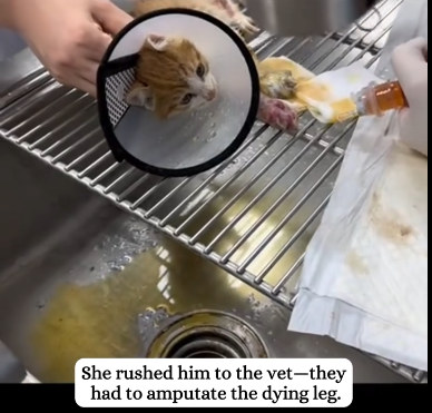 C1701015_She rescued kitten on brink of death,and then #rescue #kitten