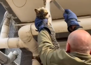 C1701016_saved cat stepped on mousetrap.#rescue #animals #fyp