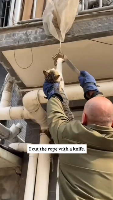 C1701016_saved cat stepped on mousetrap.#rescue #animals #fyp