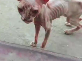 C1701018_rescued an abandoned,skin bones Sphynx cat.#rescue #kitten #sph…