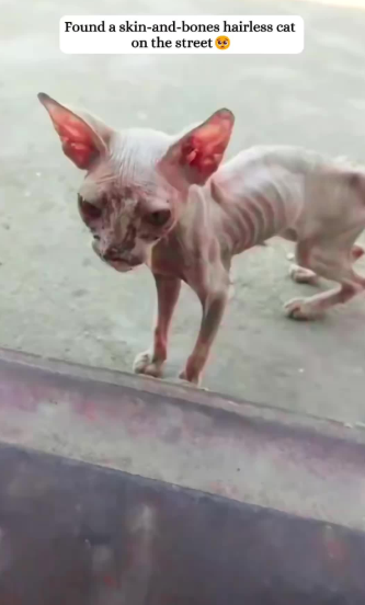 C1701018_rescued an abandoned,skin bones Sphynx cat.#rescue #kitten #sph…