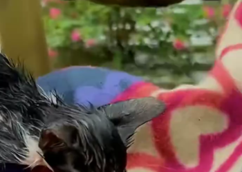 C1701019_Cat swept away by water standing on tree branch was lucky to be saved…