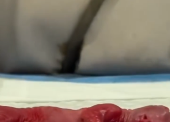 C1701020_Rescue Premature Kitten #rescue #animalsoftiktok #kitten #rescuekit…