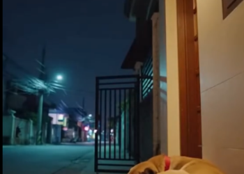 C0501008 They Came for the Dog — And Left Chaos Behind.