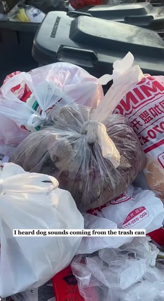 C1701021_When found eight puppies in trash can then #rescue #animals…