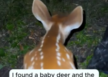 C1701022_found baby deer ending #rescue #rescueanimals #deer #deer…