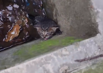 C1701023_Love will regrow flesh blood #rescue #cute #love #cat #goodbaby