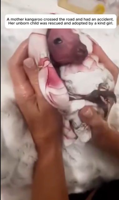 C1701024_baby kangaroo lives without its mother rest of its life.