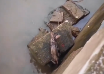 C1701025_Rescue Cat #rescue #rescueanimals #animals…