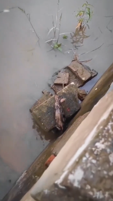 C1701025_Rescue Cat #rescue #rescueanimals #animals…