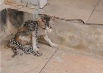 C1701027_Rescue cat deserted house #rescue #re…