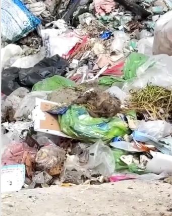 C1701028_Rescuing puppy landfill it seemed to have passed away but