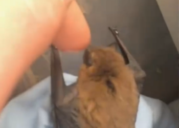 C1701030_Rescue newborn bat baby then #rescue #fyp #animals #animal #bat…