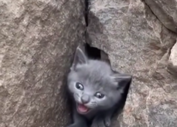 C1901001_Dog Mom Who Adopted an Orphan Kitten #wholesome #rescue #animal…