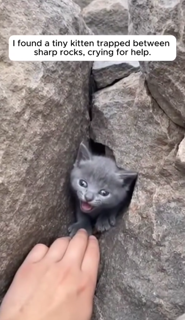 C1901001_Dog Mom Who Adopted an Orphan Kitten #wholesome #rescue #animal…