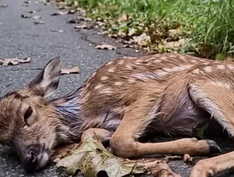 C1901002_No one expected what happened after this rescue began #RescueStory #WaitForIt