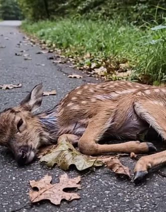 C1901002_No one expected what happened after this rescue began #RescueStory #WaitForIt