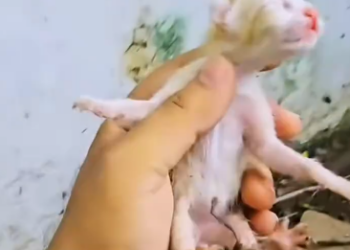 C1901003_rescue stray cats#rescue #animals #rescuecat #cat