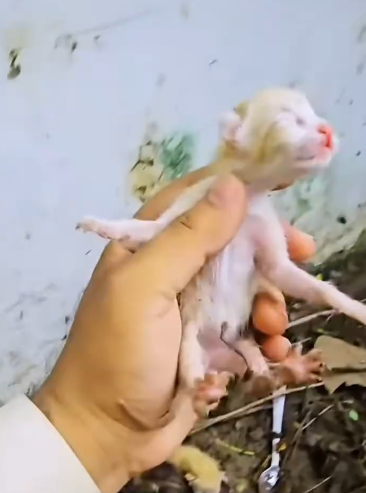 C1901003_rescue stray cats#rescue #animals #rescuecat #cat