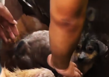 C1901004_rescue poor homeless dogs#rescue #animals #rescuedog #ppuy #dog