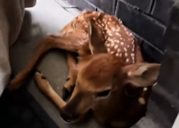 C1901005_saw baby deer at door #rescue
