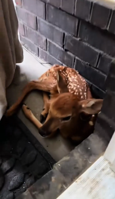 C1901005_saw baby deer at door #rescue