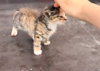 C1901006_kind woman rescued an abandonedkitten adopted it, then