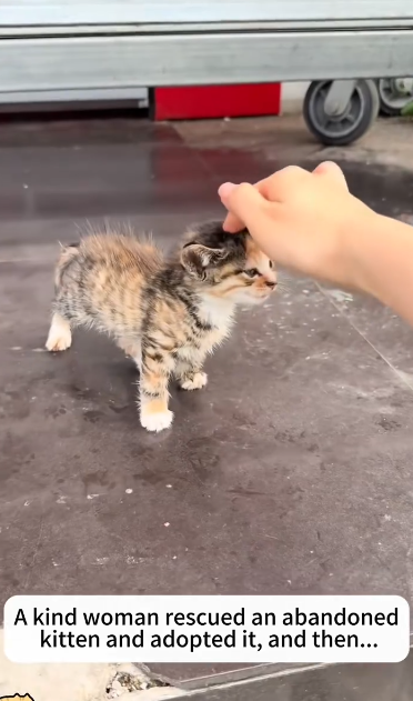C1901006_kind woman rescued an abandonedkitten adopted it, then