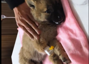 C1901007_puppy found on road after year #rescue #animals
