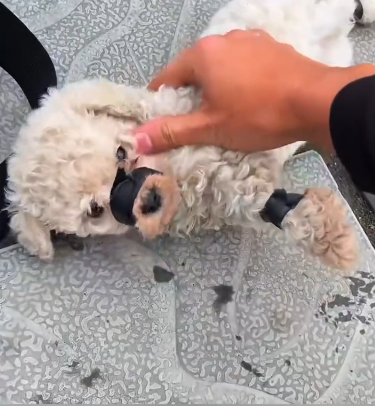 C1901008_Rescue poor puppy #rescue #animals #animalsoftiktok #rescuedog #dog…